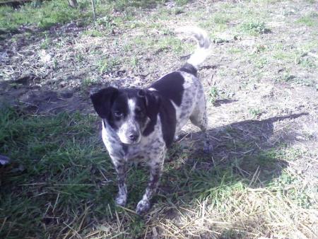 mon chien
