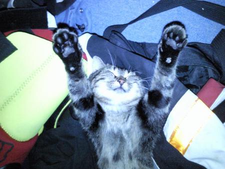 mon chat
